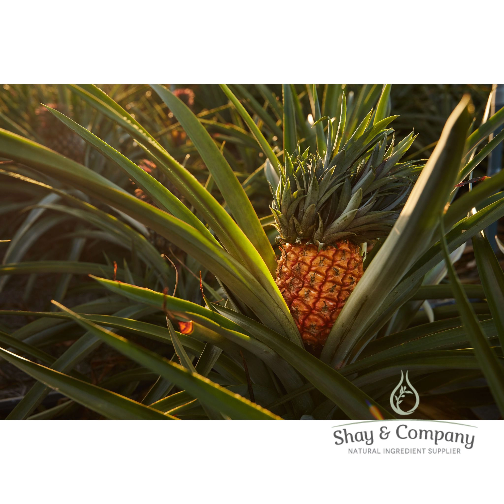 Pineapple Gardenia Mint Fragrance Naturally Derived