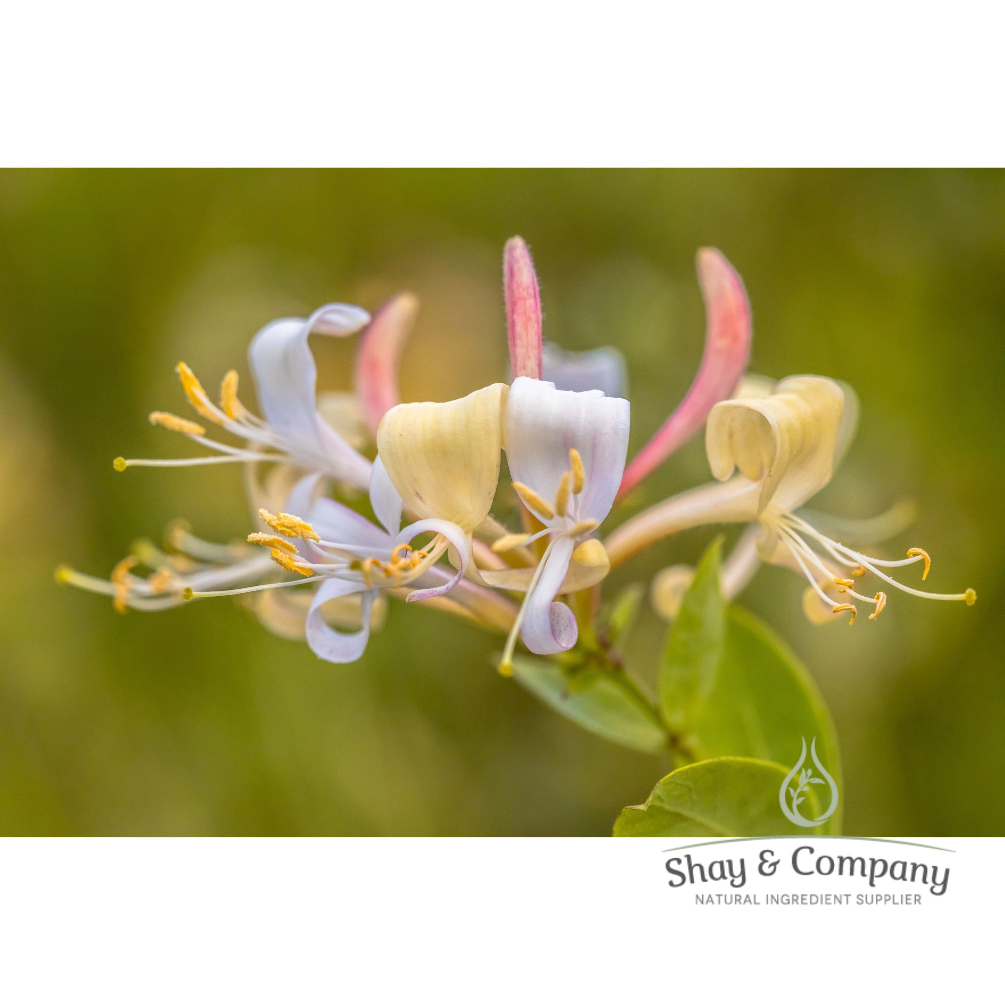 Sweet Honeysuckle Fragrance 100% Natural