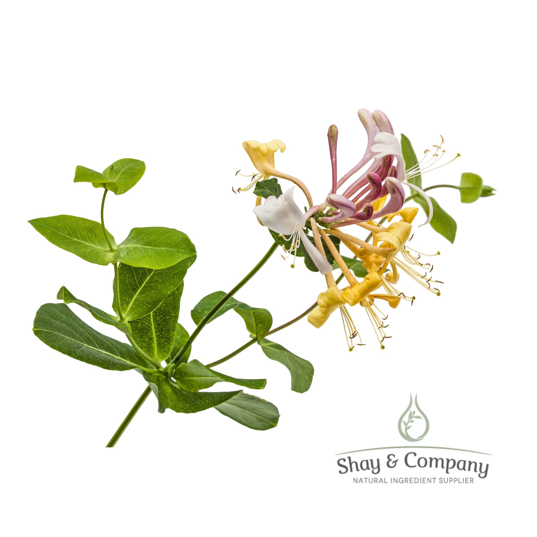 Campo Plantservative WMR Oil Soluble Broad Spectrum Preservative