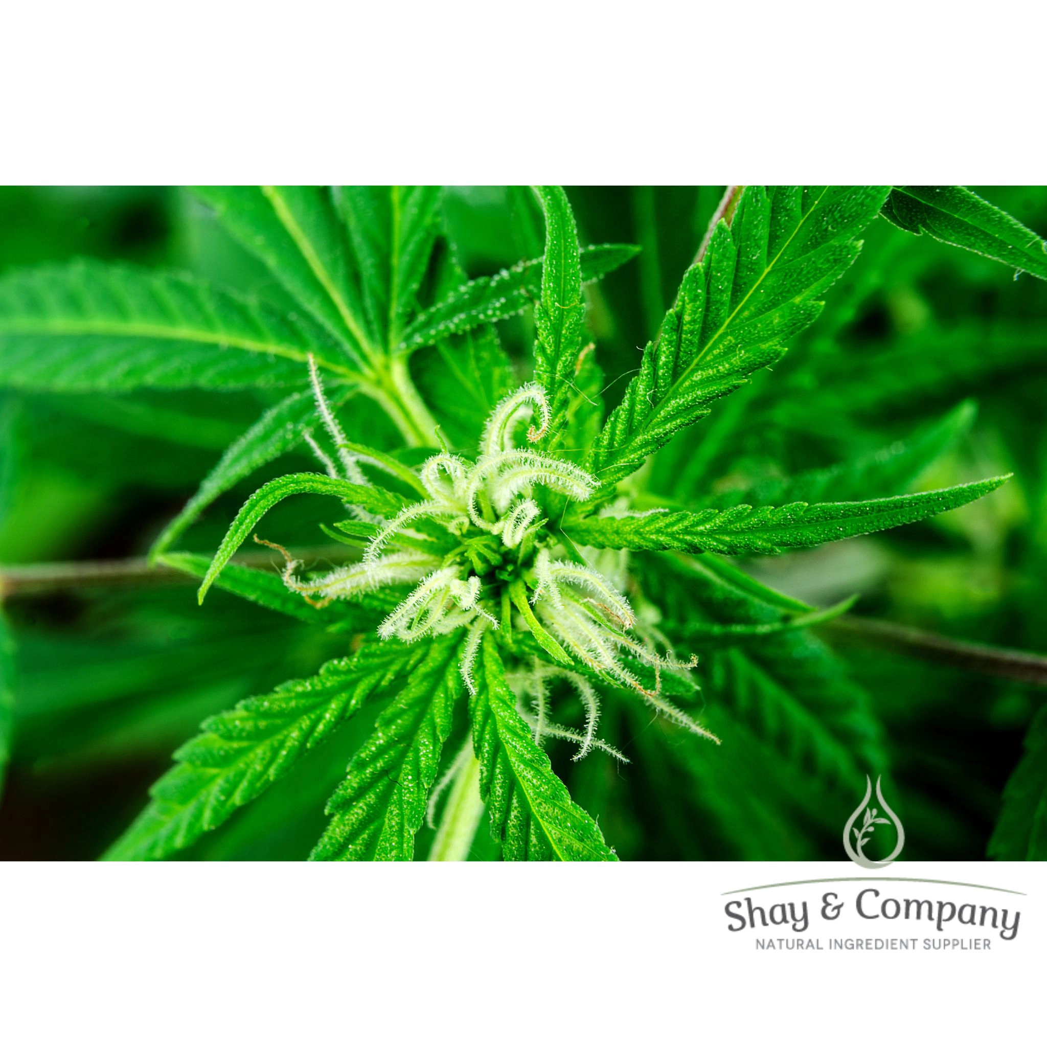 Hemp Hydrosol/Water/Hydrolat Organic (Oregon Grown!)
