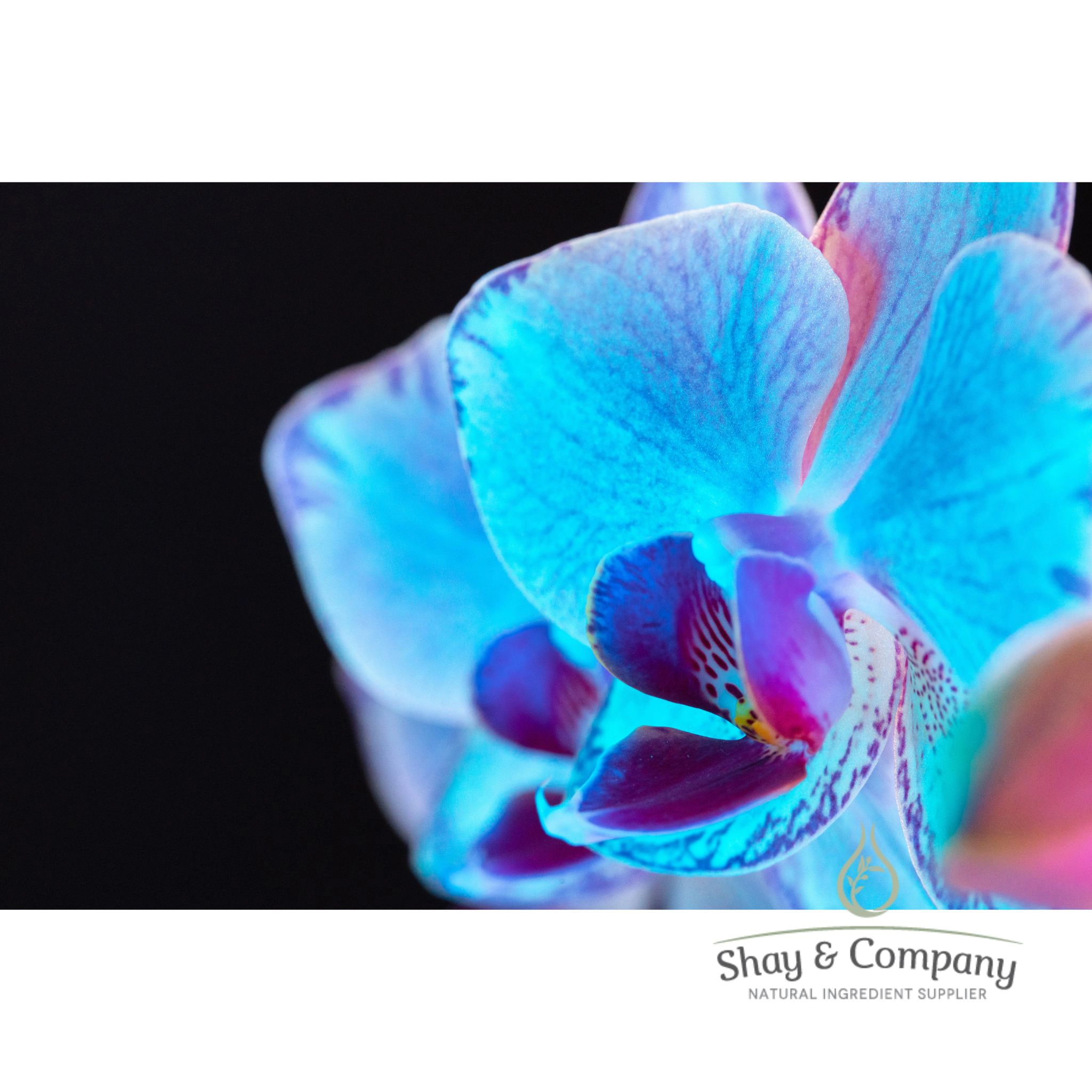 Black Orchid Naturally Derived Fragrance